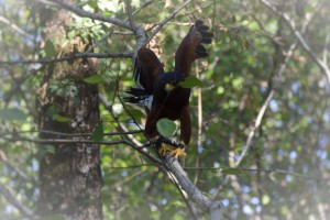 Vivez l’expérience de la fauconnerie : stages avec rapaces à Lyon, Dijon, Mâcon, Chalon-sur-Saône et Lons-le-Saunier. Réservez votre place ! »