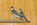 reproduction faucon  rapace pèlerin